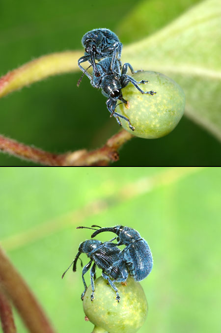 クチナガチョッキリの交尾と産卵