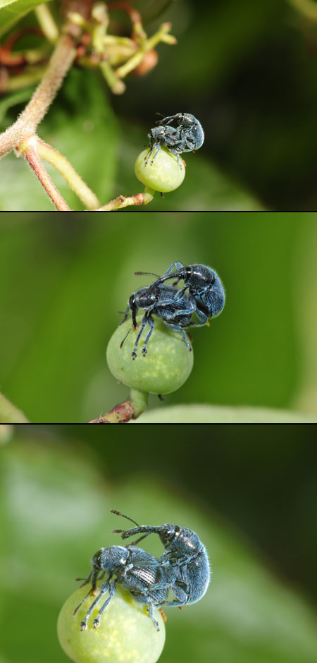 撮像素子の違いによるマクロレンズの拡大率