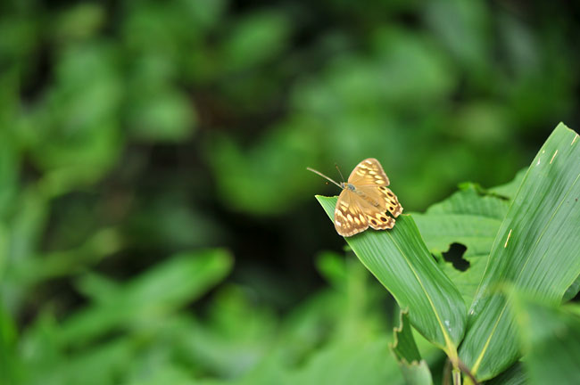 ヒメキマダラヒカゲ