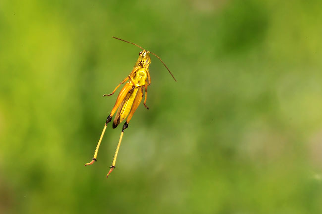 ツマグロイナゴのジャンプ