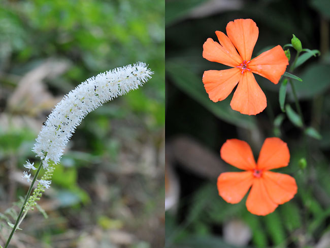フシグロセンノウとサラシナショウマ