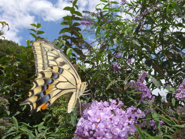 ブッドレアの花にきたキアゲハ