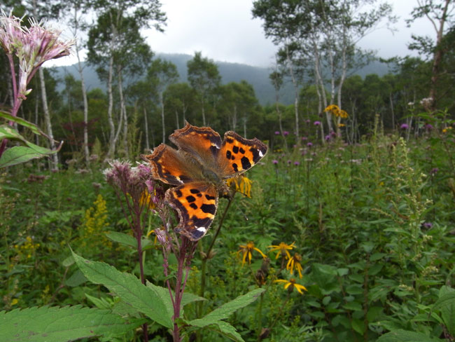エルタテハの吸蜜