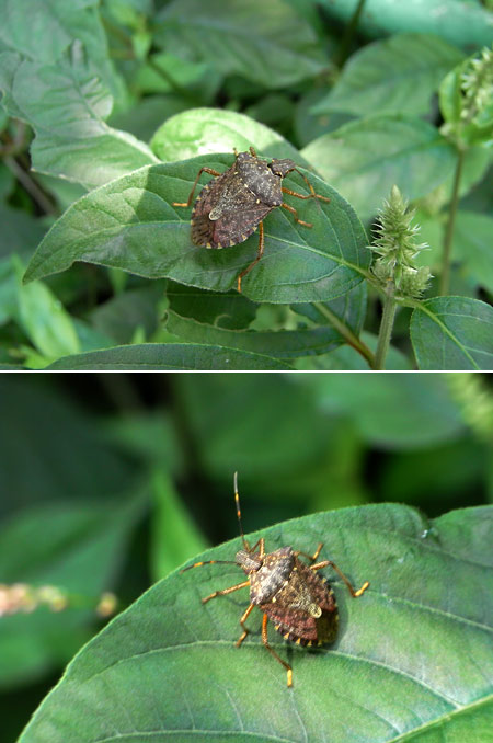 クサギカメムシ（R10の望遠と広角でのマクロ撮影)