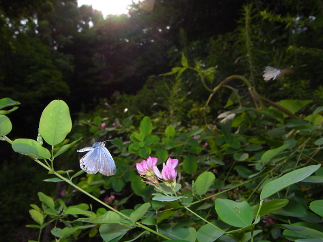 R10とGX200（ヤマトシジミの飛翔）