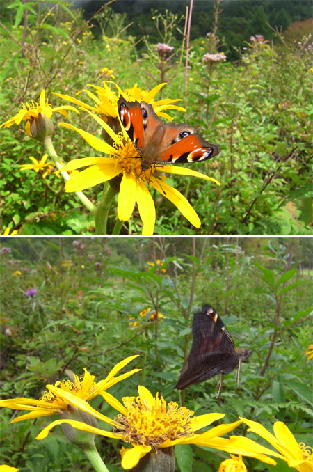 マダガスカルの機材（クジャクチョウの翅の表裏）
