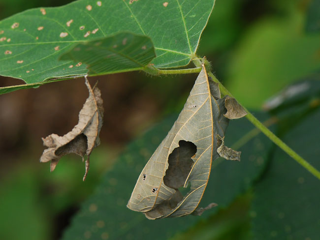 背景にとけ込む（連載擬態3）