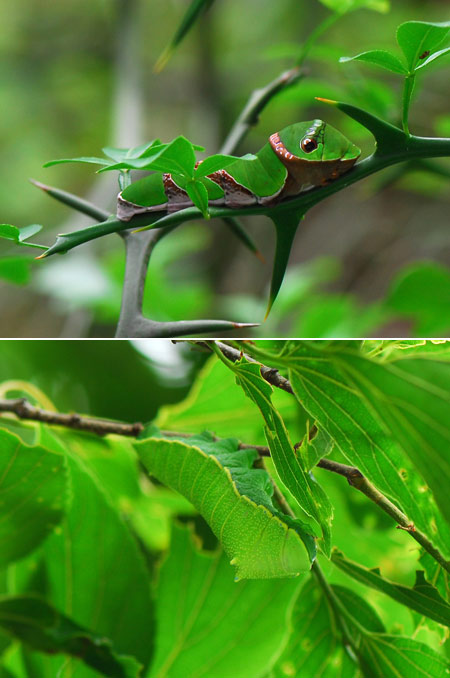 立体感を消す配色（連載擬態４）