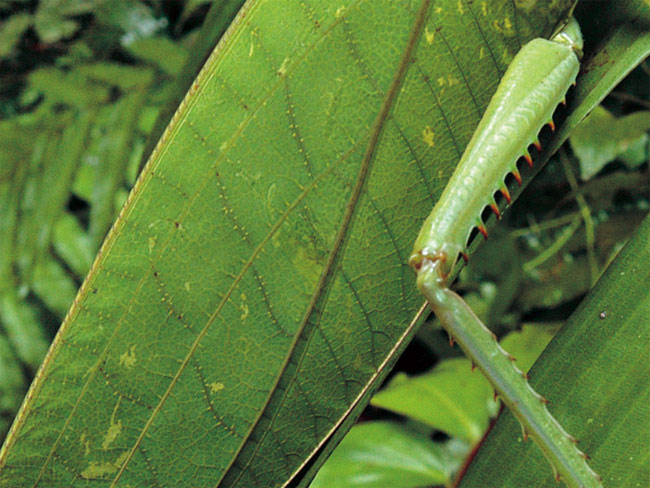 葉に似せるために（連載擬態５）