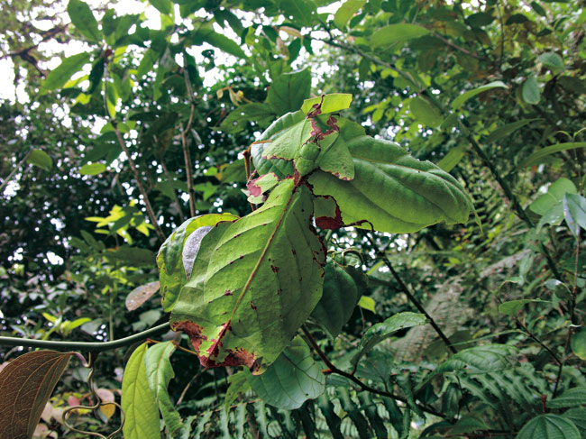 形を似せる（連載擬態6）