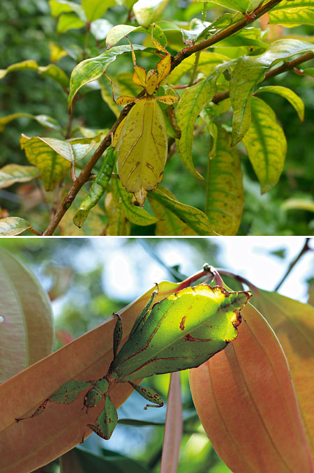 色の多型（連載擬態8）