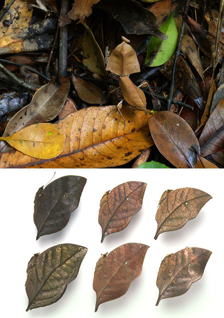 枯れ葉に似た昆虫（連載擬態9）