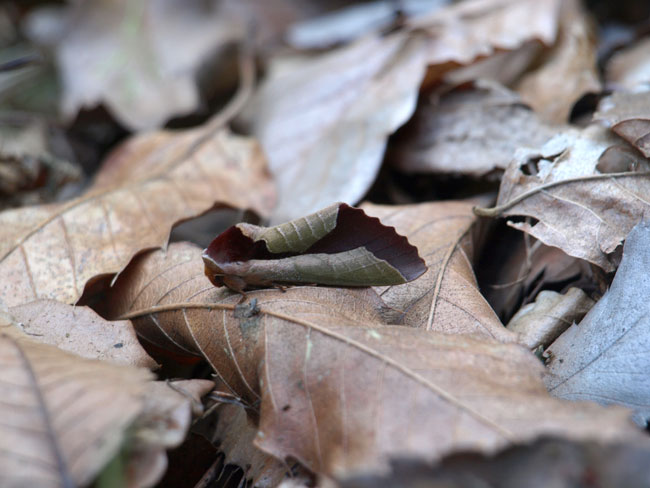 枯葉のだまし絵（連載擬態10）