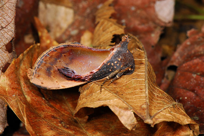 ガの隠蔽色（連載擬態11）