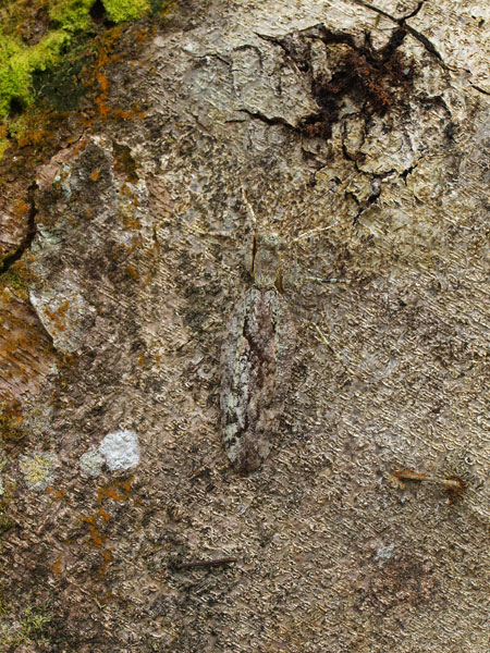 影を消す方法論（連載擬態14）