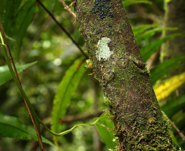ヒラタコケギスの隠れ方（連載擬態16）