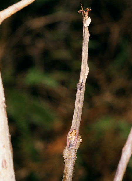 枝になりきる（連載擬態17）