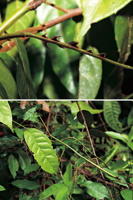 枝に化ける方法（連載擬態18