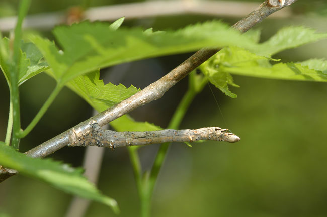 シャクトリムシの隠れ方（連載擬態19）