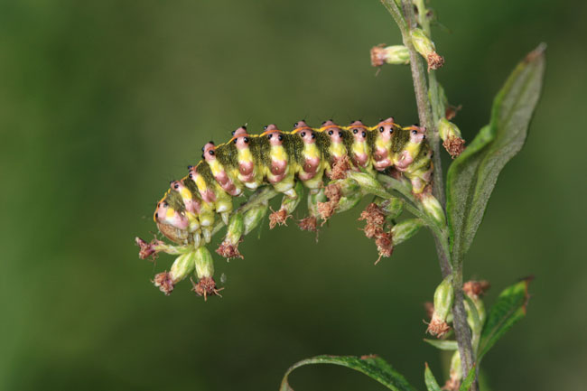 花に似る（連載擬態20）