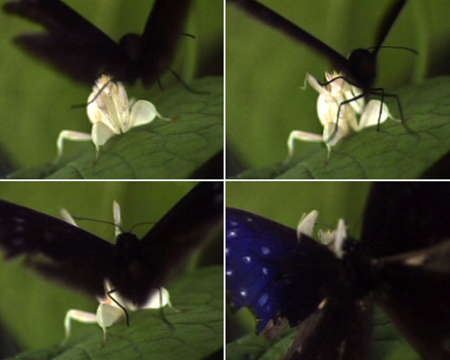 攻撃擬態（連載擬態21）