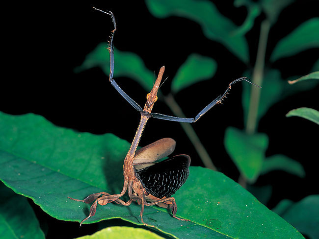 威嚇（連載擬態22）