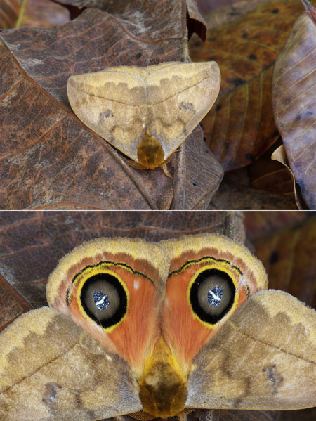 目玉模様（連載擬態23）