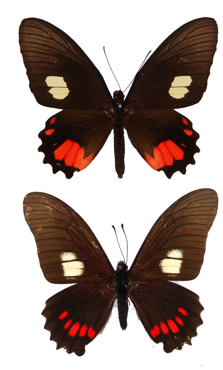 目立つ擬態（連載擬態24）