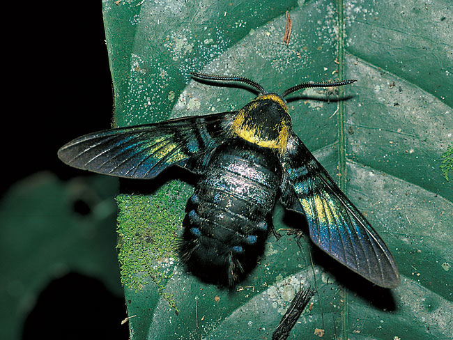 ハチに似る（連載擬態25）