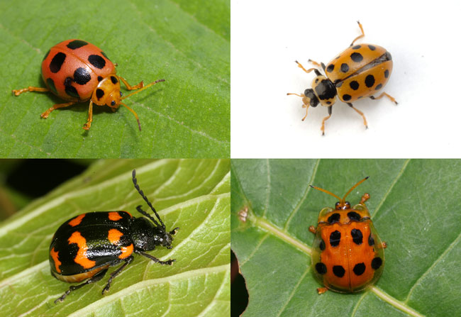 複雑な擬態（連載擬態26）