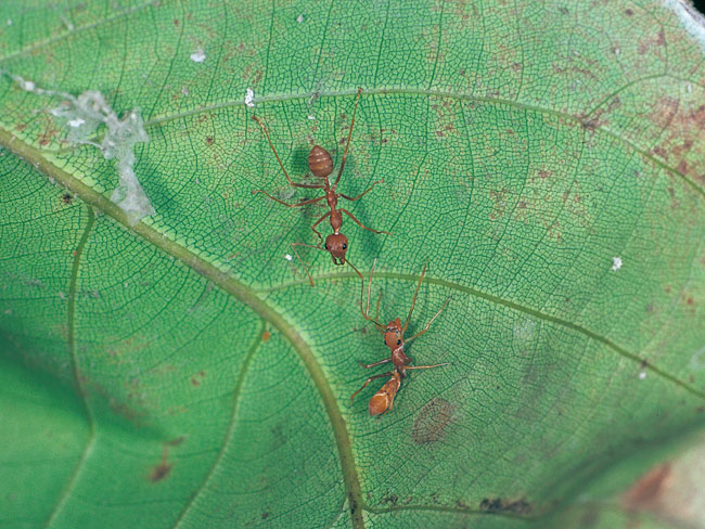 アリに似る（連載擬態27）