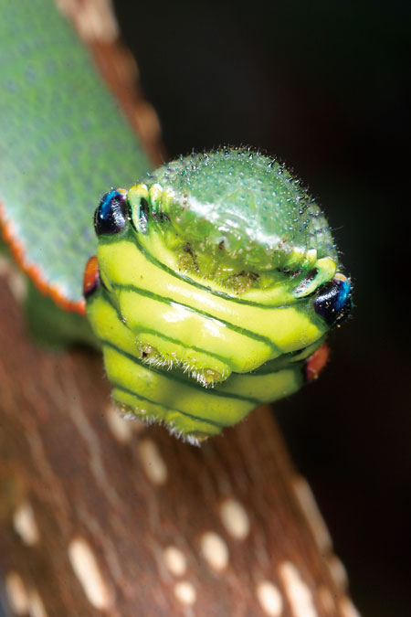 ヘビに似る（連載擬態28）