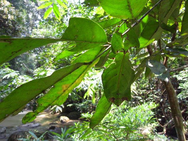 突然変異と擬態（連載擬態31）