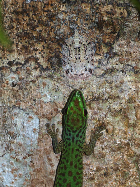 ヤモリとハゴロモの共生（マダガスカル）