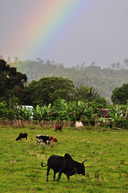 コブウシ（マダガスカル）