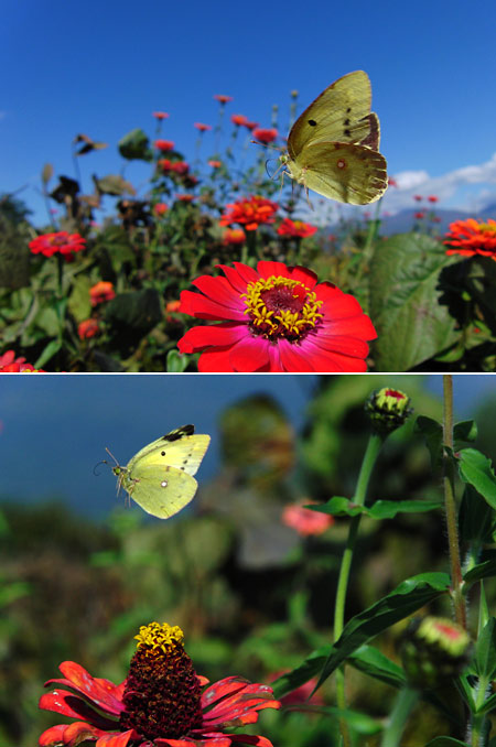 モンキチョウ（EX-FH20の実力を試す）