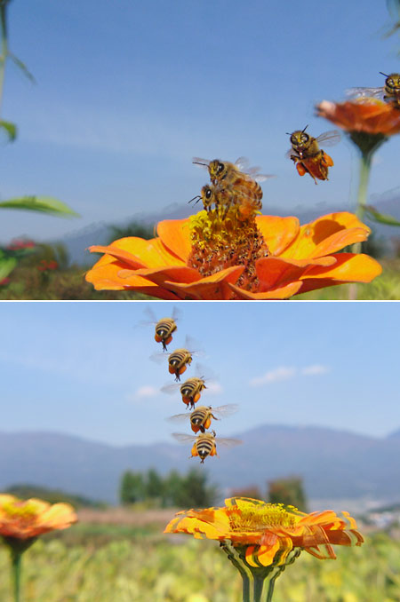 ミツバチ（マルチモーション）