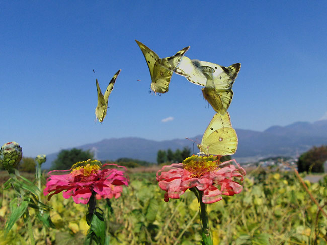 モンキチョウ（マルチモーション）
