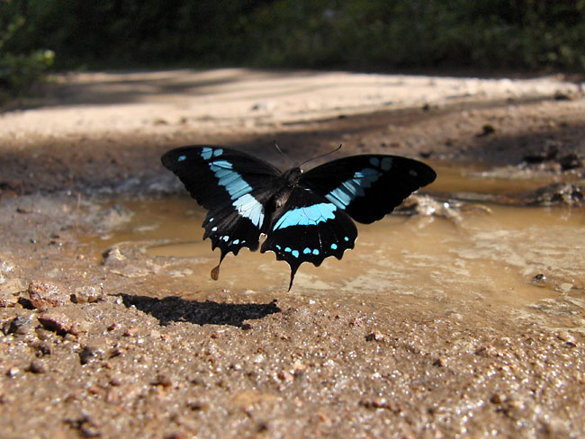 オリバズスルリアゲハ（マダガスカル）
