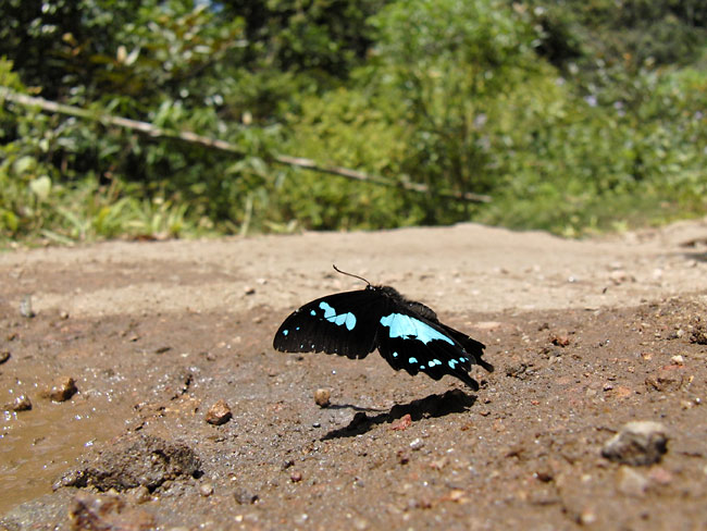 エピフォルバスルリアゲハ(マダガスカル）