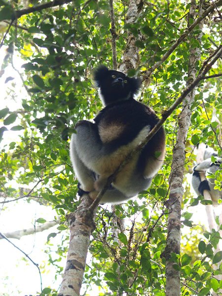インドリ(マダガスカル）