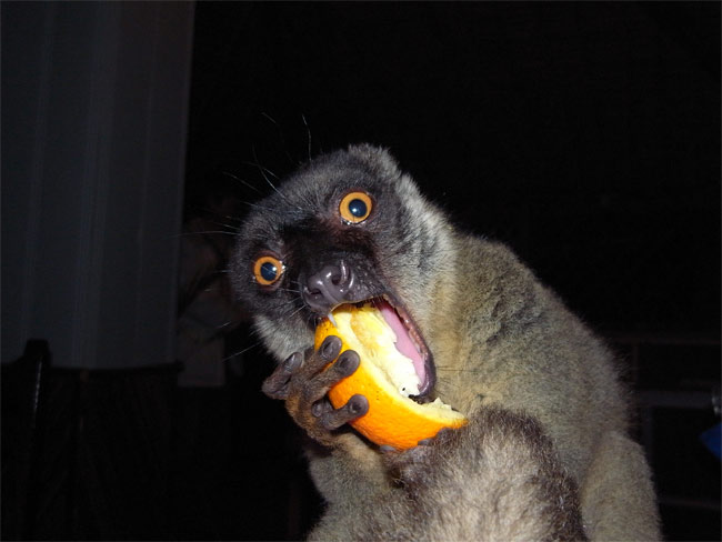 ブラウンレムール（マダガスカル）