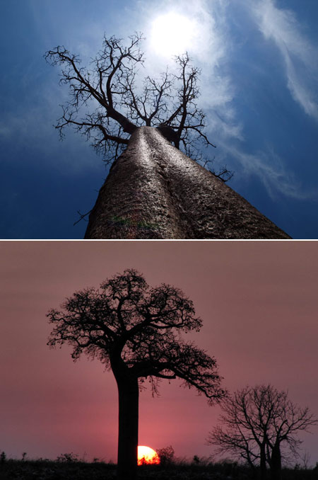 バオバブ（マダガスカル）