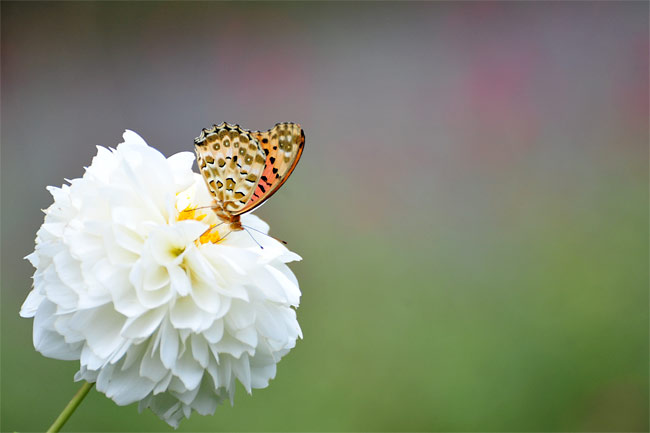 ツマグロヒョウモン