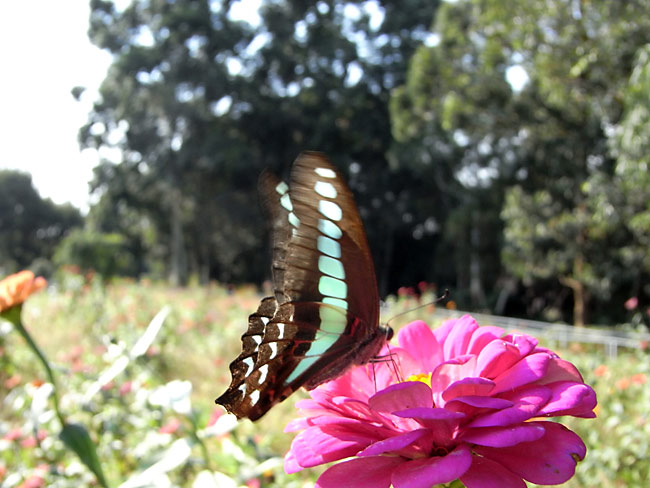 アオスジアゲハ