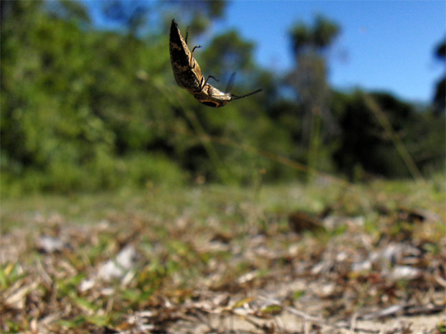 コメツキムシのジャンプ（マダガスカル）