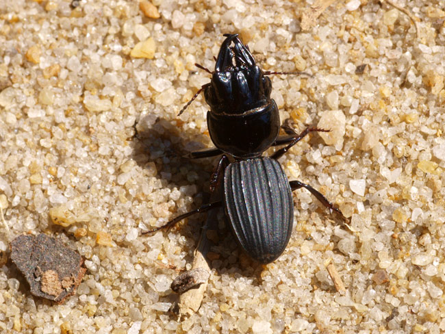 ヒョウタンゴミムシの死（マダガスカル）
