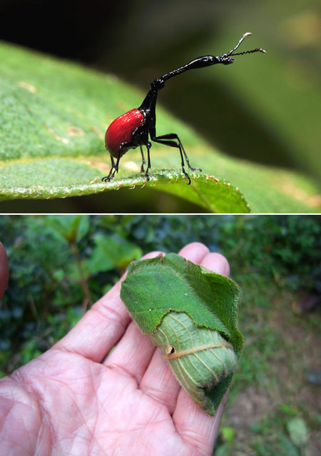 キリンクビナガオトシブミ（マダガスカル）