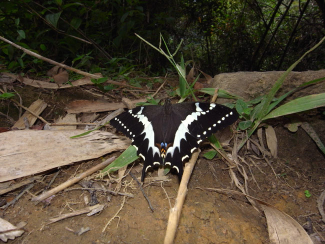 デラランディアゲハ（マダガスカル）