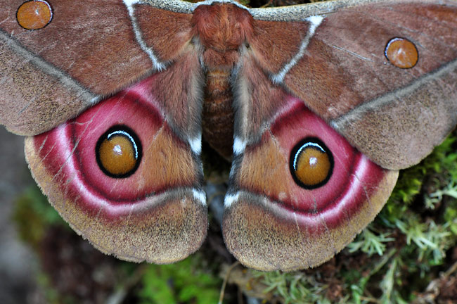 目玉模様のヤママユ（マダガスカル）